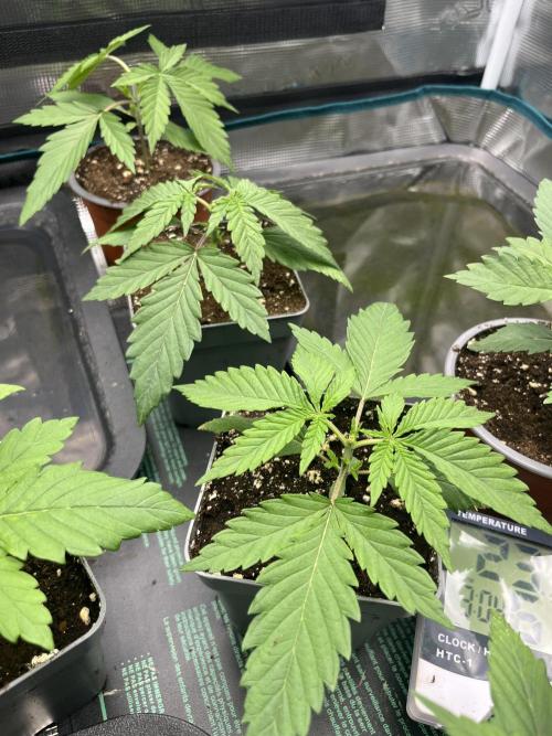 GG4 Sherbet FF 3. Grow. Week 3 - T17