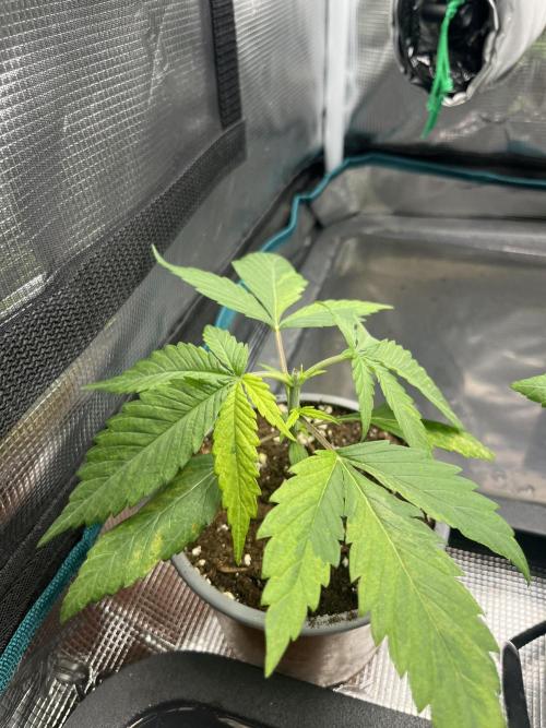 GG4 Sherbet FF. Week 3