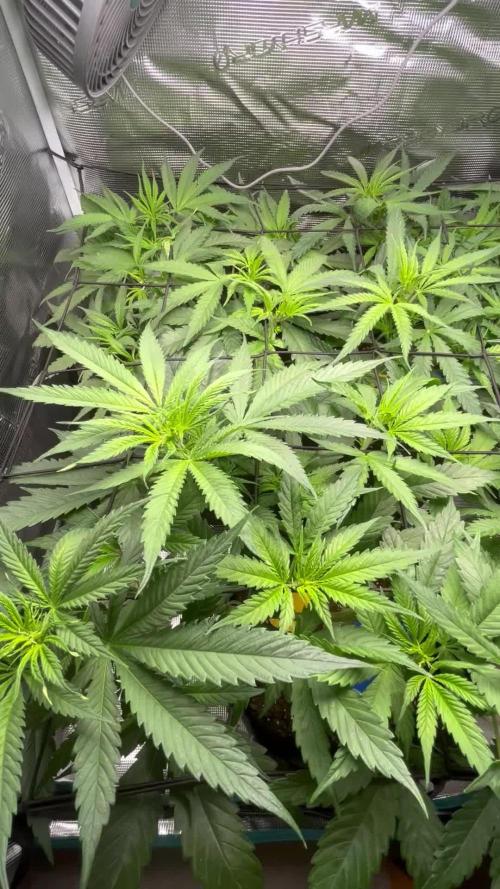 Shogun first beginner grow 