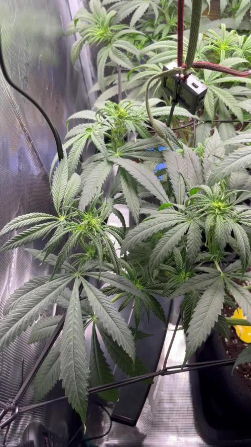 Shogun first beginner grow