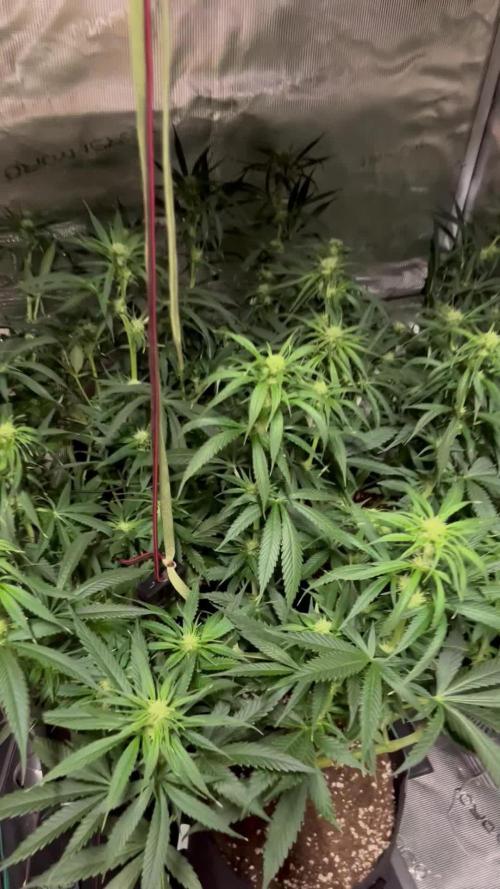 Shogun first beginner grow 