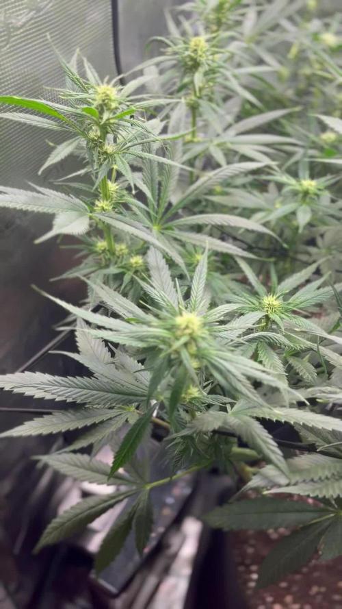Shogun first beginner grow 
