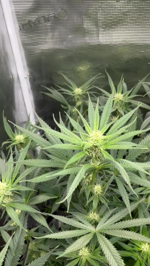 Shogun first beginner grow 