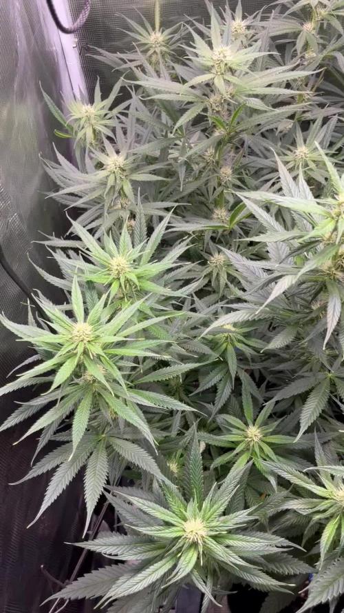 Shogun first beginner grow 