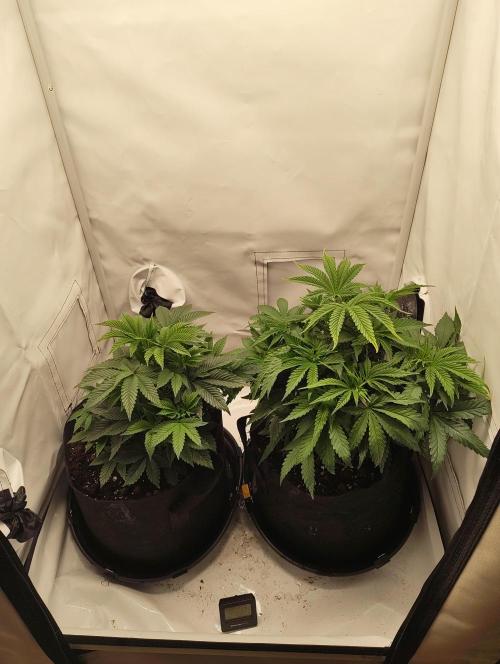 Biscotti Mintz by Barney's 🌞. Week 6