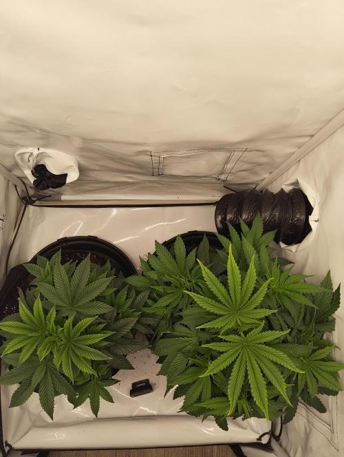 Biscotti Mintz by Barney's 🌞. Week 6