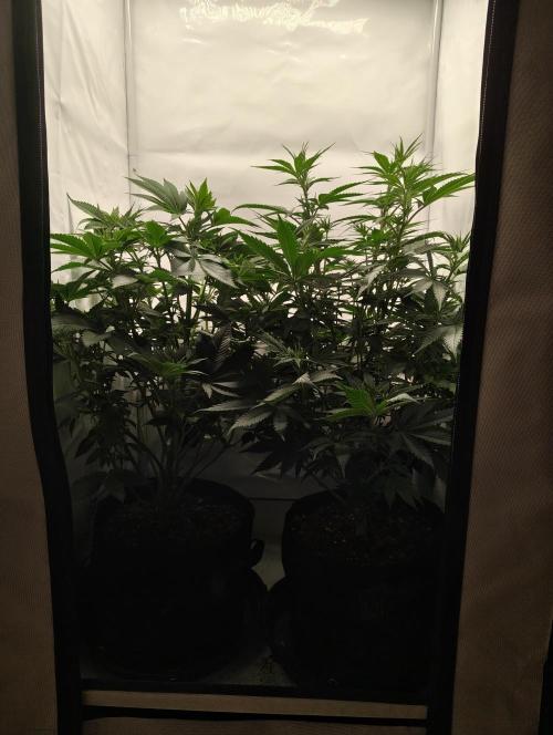 Biscotti Mintz by Barney's 🌞. Week 8