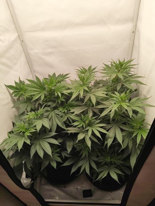 Biscotti Mintz by Barney's 🌞. Week 8