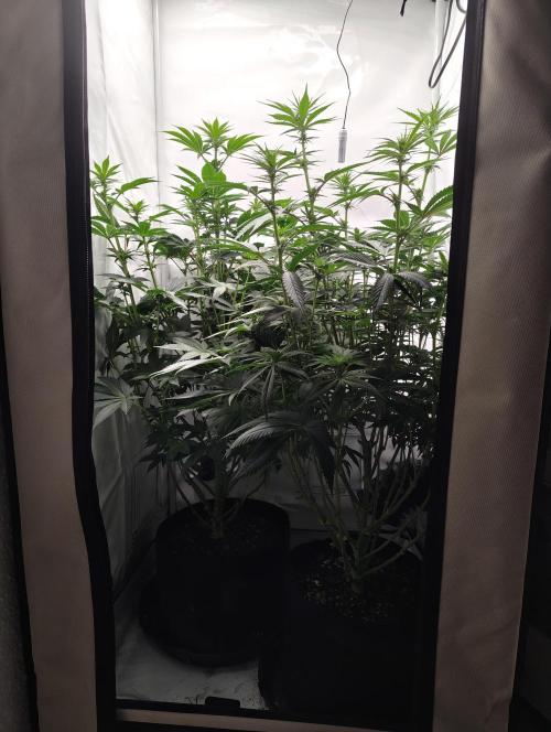 Biscotti Mintz by Barney's 🌞. Week 9