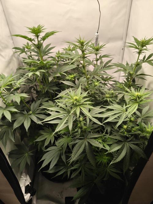 Biscotti Mintz by Barney's 🌞. Week 9