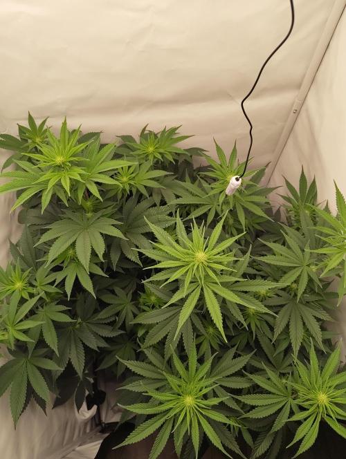 Biscotti Mintz by Barney's 🌞. Week 9