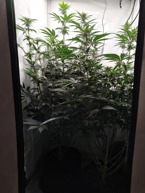 Biscotti Mintz by Barney's 🌞. Week 10