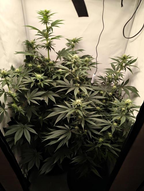 Biscotti Mintz by Barney's 🌞. Week 10