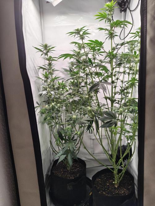 Biscotti Mintz by Barney's 🌞. Week 10