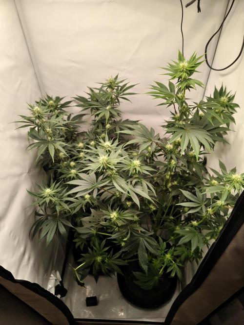 Biscotti Mintz by Barney's 🌞. Week 10