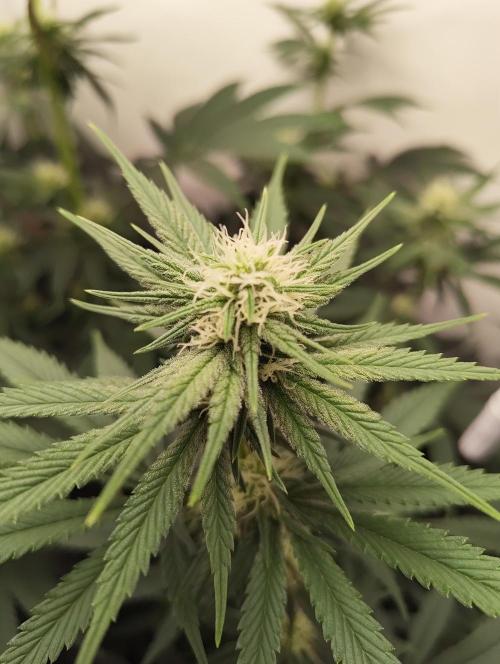 Biscotti Mintz by Barney's 🌞. Week 10