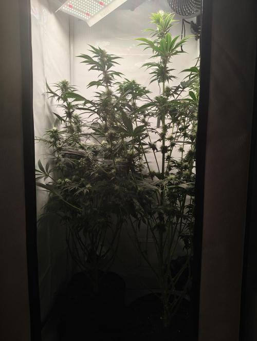 Biscotti Mintz by Barney's 🌞. Week 11