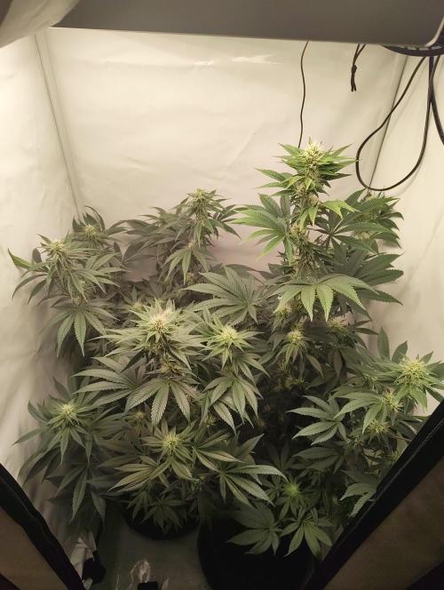 Biscotti Mintz by Barney's 🌞. Week 11