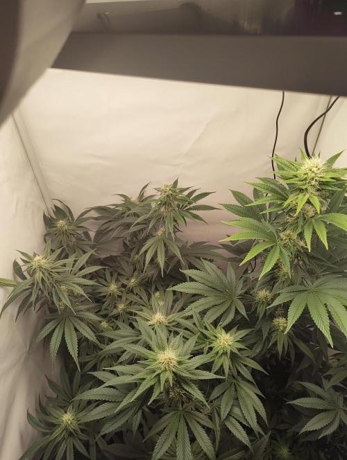 Biscotti Mintz by Barney's 🌞. Week 11