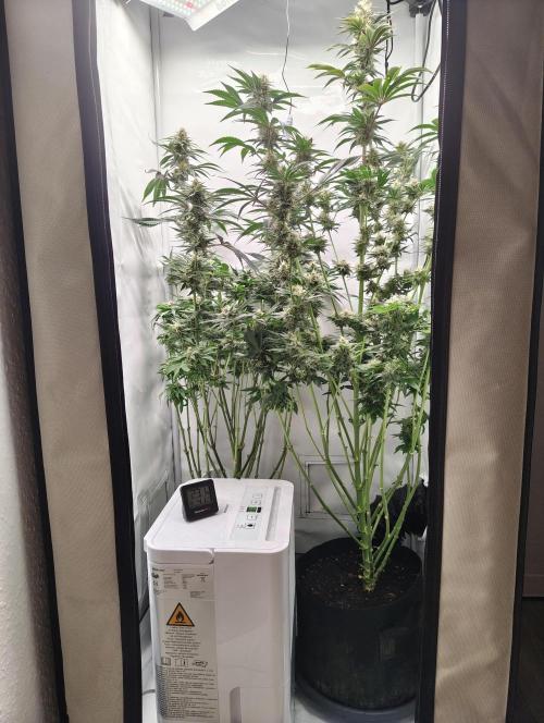 Biscotti Mintz by Barney's 🌞. Week 13