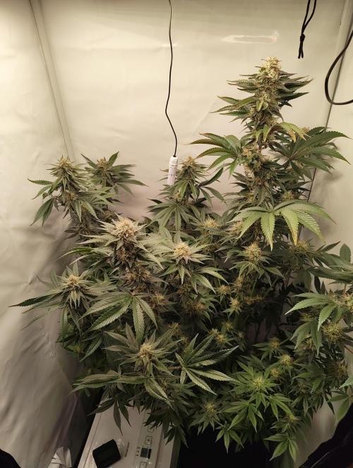 Biscotti Mintz by Barney's 🌞. Week 13