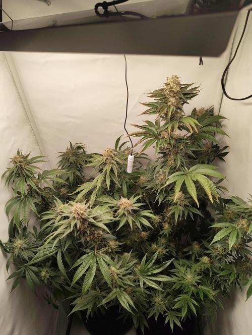 Biscotti Mintz by Barney's 🌞. Week 14