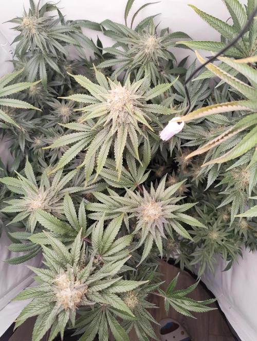 Biscotti Mintz by Barney's 🌞. Week 14