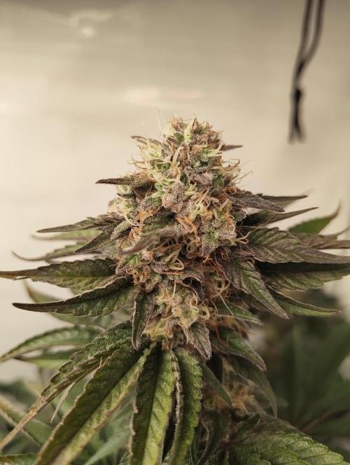 Biscotti Mintz by Barney's 🌞. Week 14