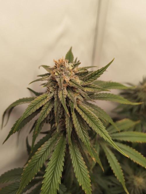 Biscotti Mintz by Barney's 🌞. Week 14