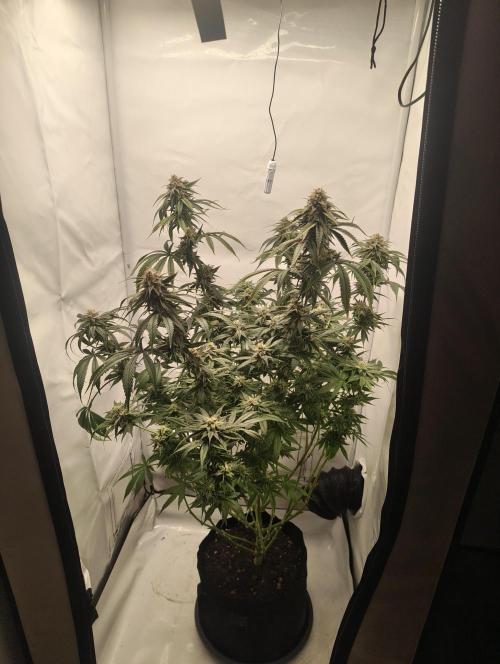 Biscotti Mintz by Barney's 🌞. Week 15