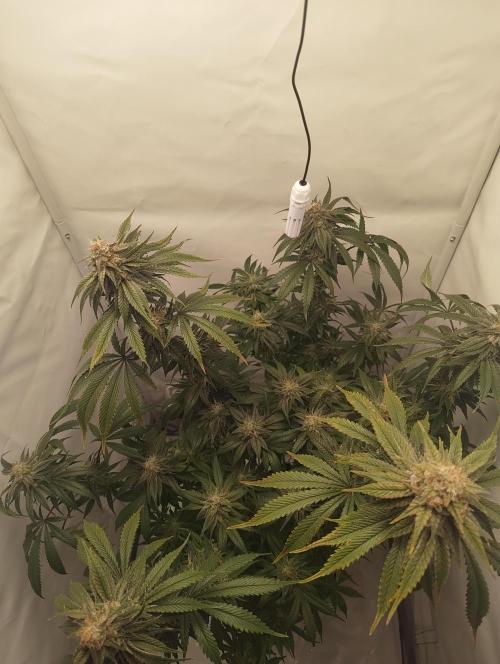 Biscotti Mintz by Barney's 🌞. Week 15