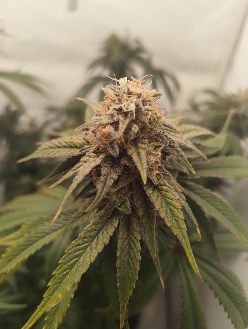 Biscotti Mintz by Barney's 🌞. Week 15