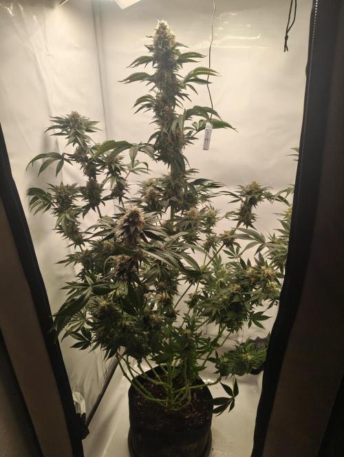 Biscotti Mintz by Barney's 🌞. Week 15