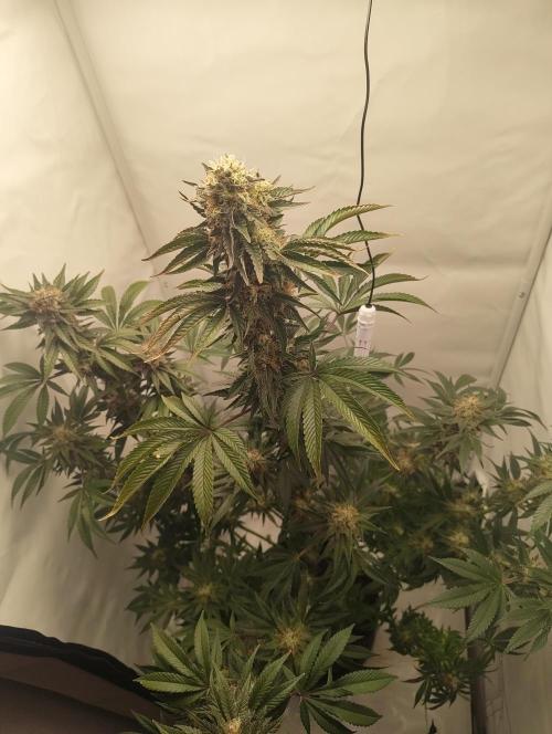 Biscotti Mintz by Barney's 🌞. Week 15