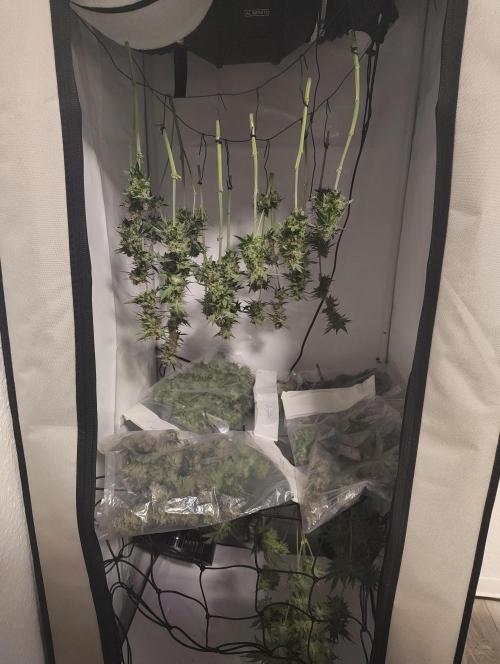 Biscotti Mintz by Barney's 🌞. Week 15