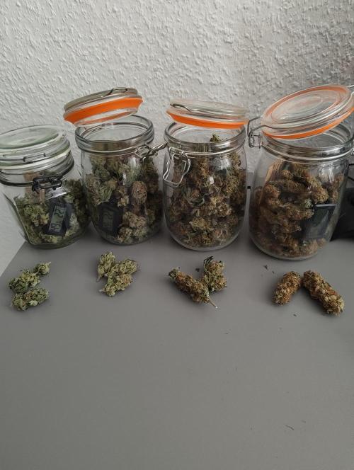 Biscotti Mintz by Barney's 🌞. Week 15