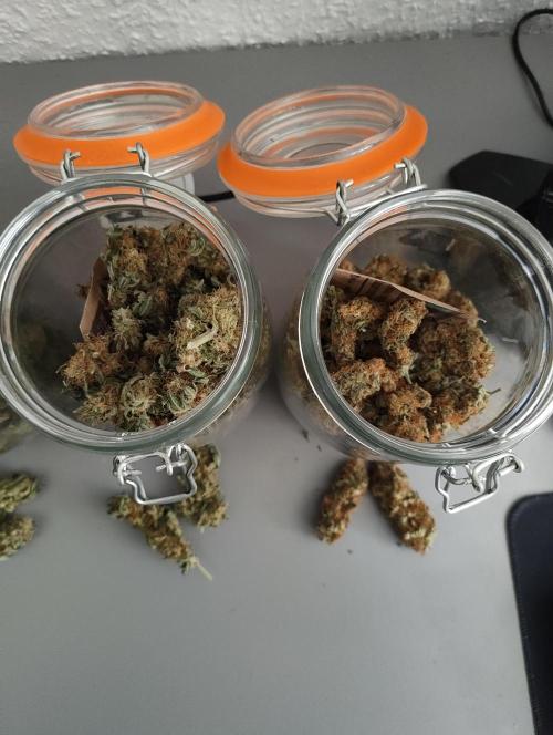 Biscotti Mintz by Barney's 🌞. Week 15