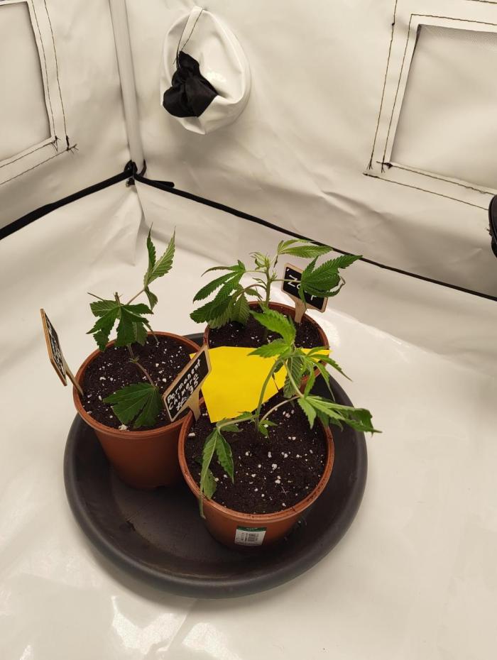 First time Clones. Week 1