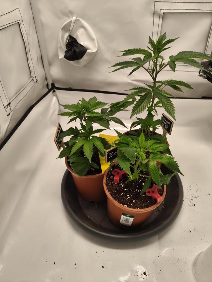 First time Clones. Week 2