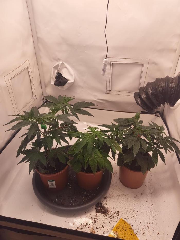 First time Clones. Week 3
