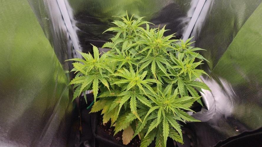 2025-10-06 Epsilon F1. Week 4