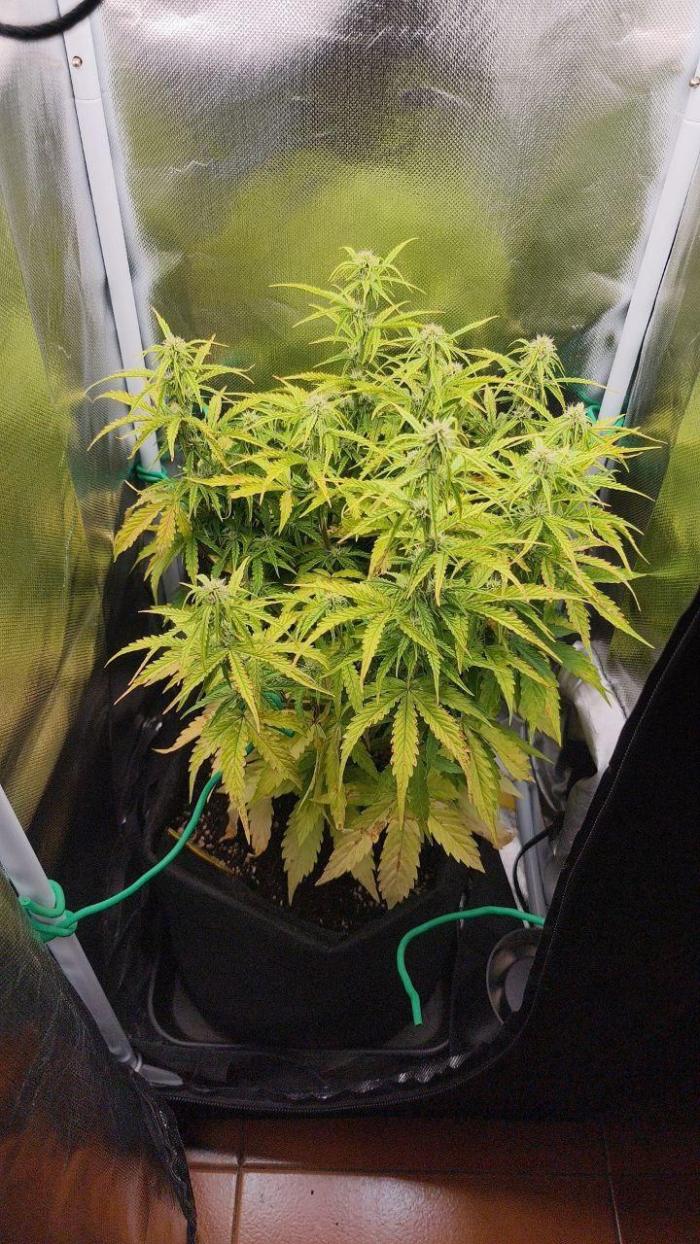 2025-10-06 Epsilon F1. Week 5