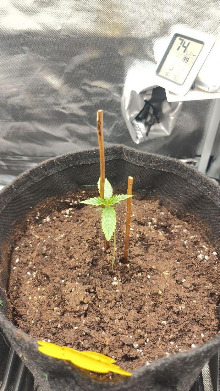 2025-11-07 Quick One. Week 1