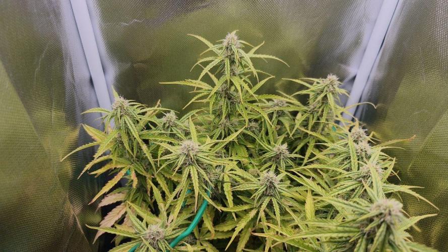 2025-10-06 Epsilon F1. Week 6