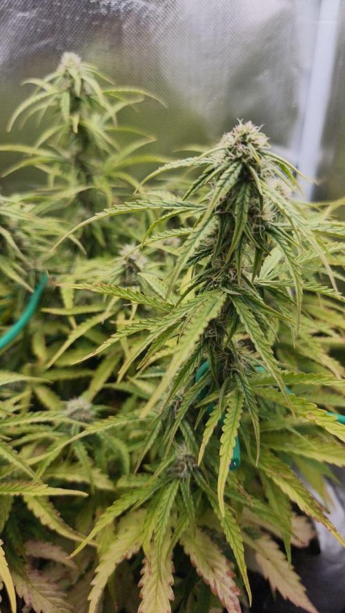 2025-10-06 Epsilon F1. Week 6