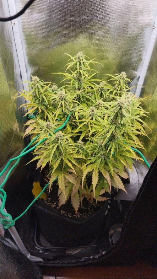 2025-10-06 Epsilon F1. Week 6