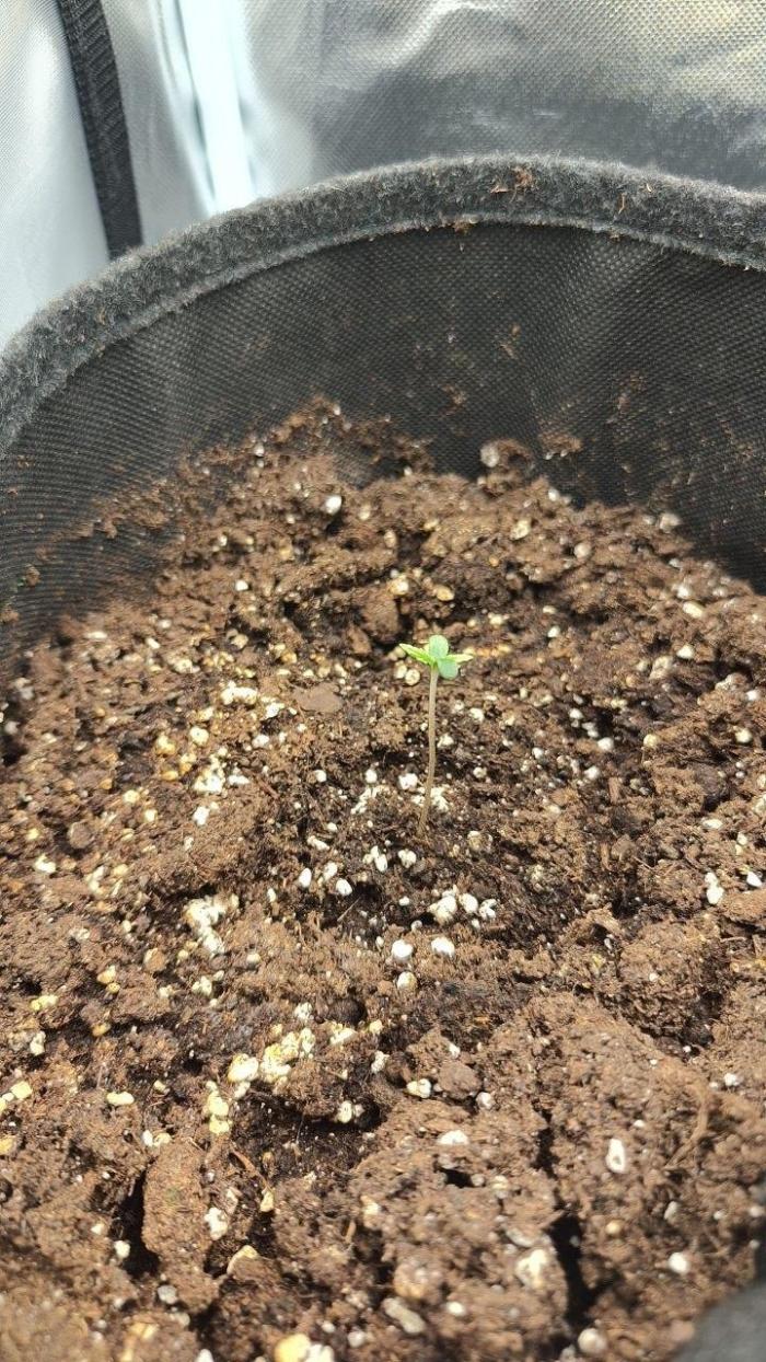 2025-11-17 Quick One in 60x60. Week 0