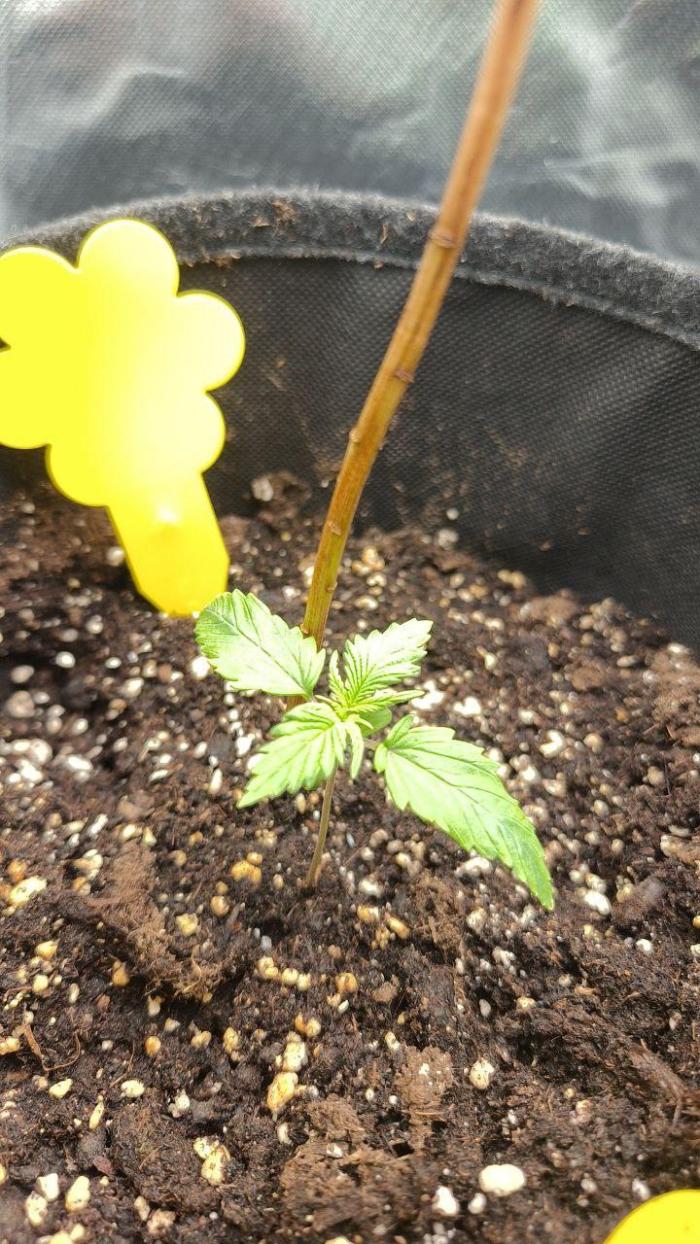 2025-11-17 Quick One in 60x60. Week 1