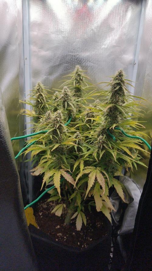 2025-10-06 Epsilon F1. Week 7