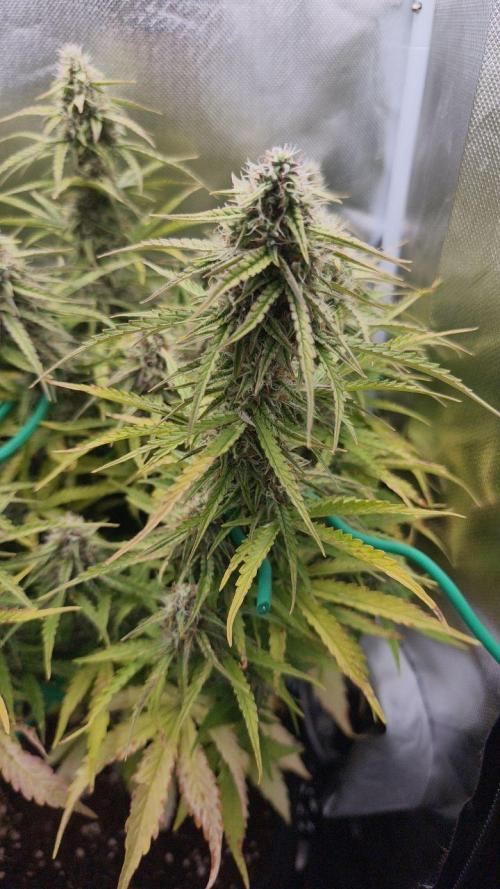 2025-10-06 Epsilon F1. Week 7